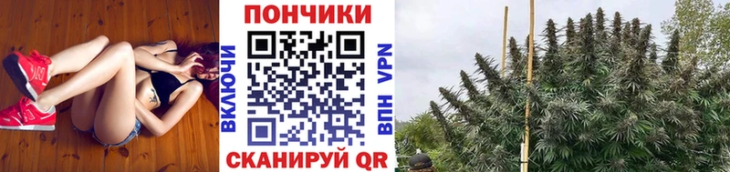 Конопля сатива  мега зеркало  Краснознаменск 